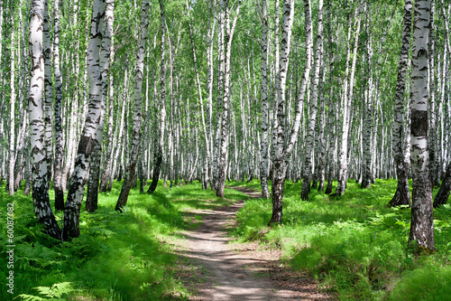 Fotoroleta witalność brzoza park