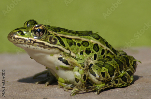 Plakat natura żaba zwierzę