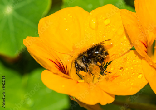 Naklejka fauna kwiat zwierzę natura woda