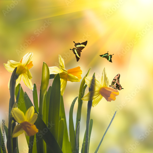 Plakat narcyz świeży natura kwiat motyl