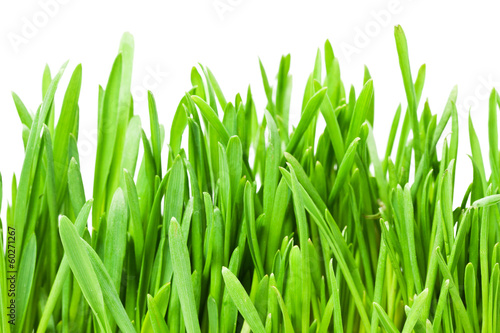 Obraz na płótnie łąka ogród pastwisko trawa świeży