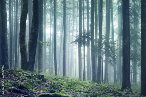 Plakat dziki piękny natura spokojny pejzaż