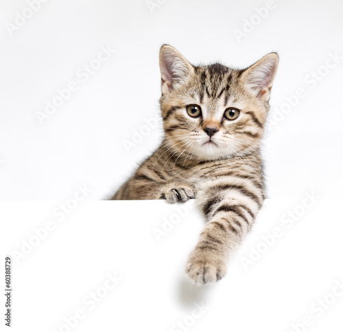 Plakat mężczyzna zwierzę kociak ssak