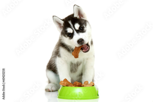 Plakat pies jedzenie ameryka