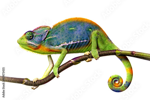 Obraz na płótnie portret egzotyczny kameleon