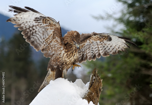 Naklejka góra natura ptak śnieg