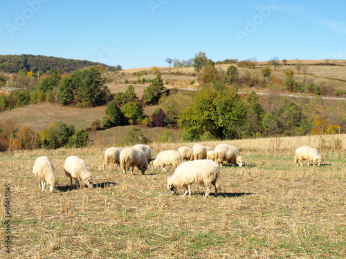 Fotoroleta natura wieś niebo