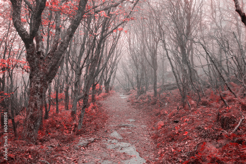 Fototapeta drzewa noc jesień pejzaż natura