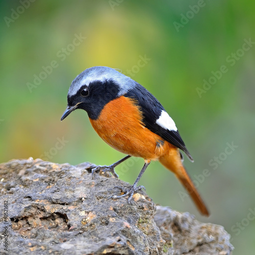 Plakat natura tropikalny piękny