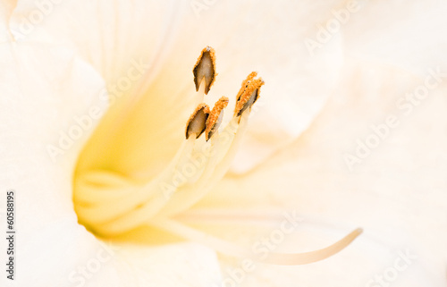 Plakat kwiat lato pyłek kwitnący