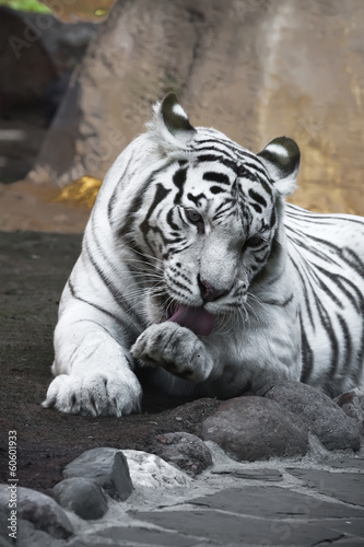 Plakat zwierzę portret tygrys