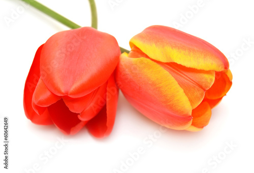 Obraz na płótnie pąk tulipan natura holandia miłość