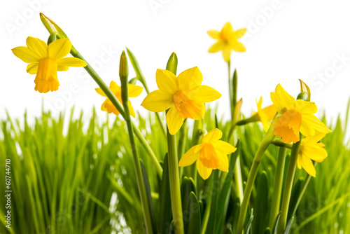 Obraz na płótnie kwiat trawa natura narcyz żółty