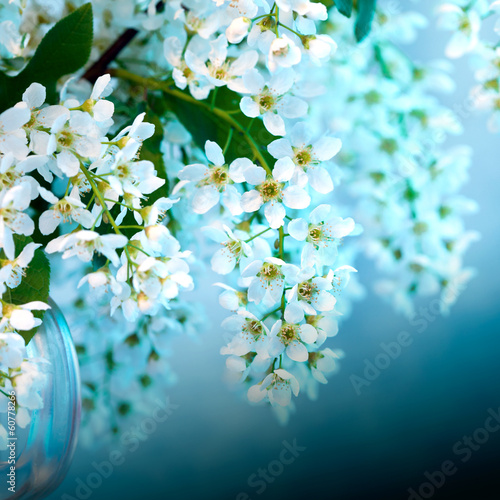 Fotoroleta kwitnący drzewa kwiat