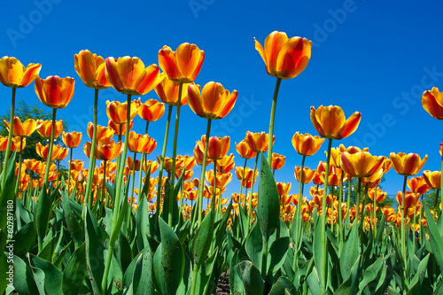 Naklejka niebo tulipan piękny ogród