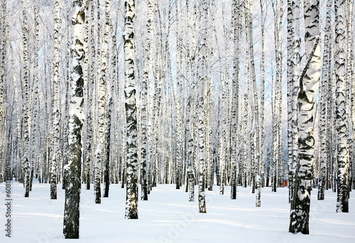 Naklejka rosja brzoza śnieg wiejski park