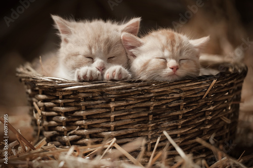 Obraz na płótnie Dwa śpiące kociaki w wiklinowym koszyku