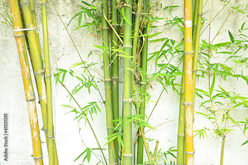Fotoroleta wzór roślina zen japoński