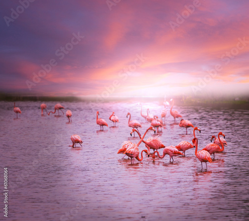Fotoroleta flamingo woda ameryka
