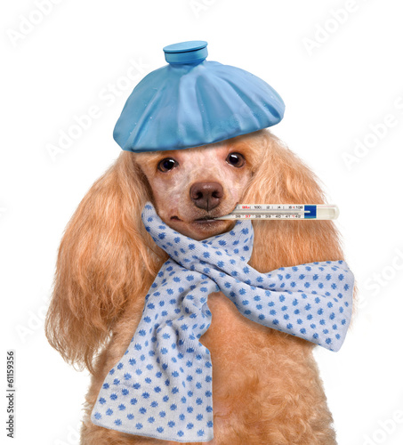 Plakat pies zdrowie szczenię