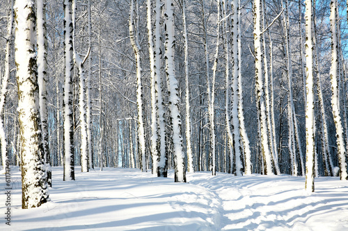 Fototapeta piękny park drzewa