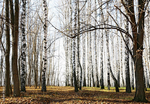 Fototapeta piękny park brzoza trawa