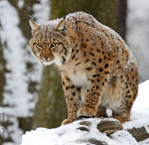 Fotoroleta las kot śnieg ssak