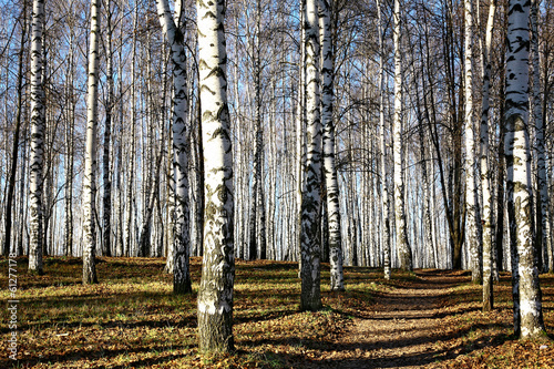 Naklejka rosja piękny dziki park