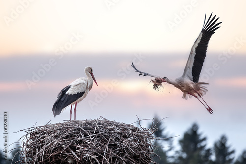 Plakat niebo gałązka natura