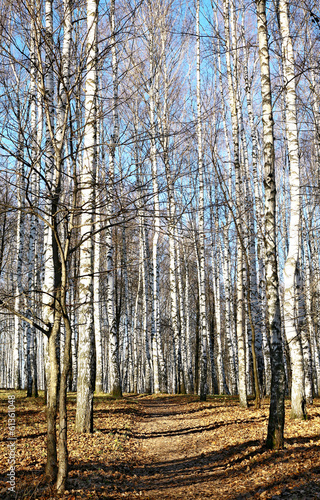 Fototapeta dziki las brzoza jesień pejzaż