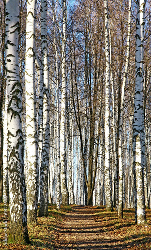 Fototapeta ścieżka pejzaż trawa droga natura