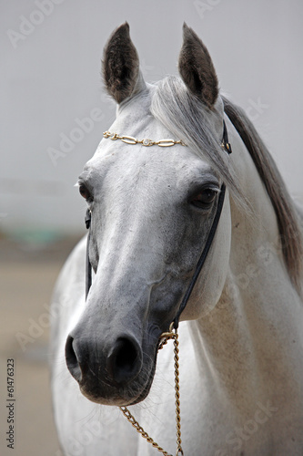 Plakat klacz portret arabian zwierzę