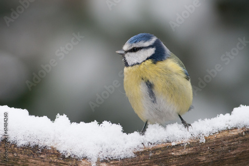 Fotoroleta sikorka piękny natura dziki drzewa