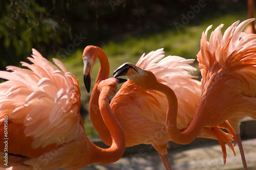 Fotoroleta krajobraz fauna jedzenie natura zwierzę