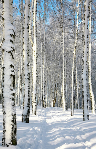 Fototapeta piękny park wiejski ścieżka wzór