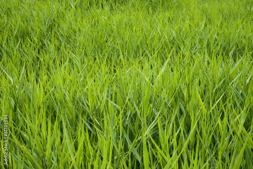 Naklejka natura łąka zdrowy wiejski pastwisko