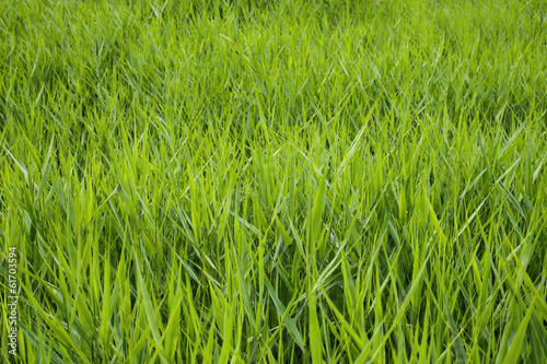 Obraz na płótnie natura łąka zdrowy wiejski pastwisko