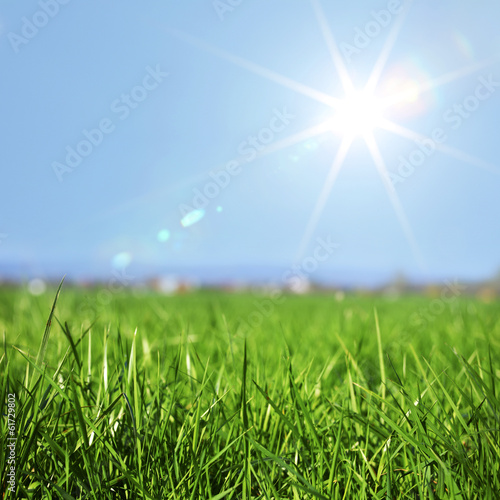 Naklejka łąka natura niebo trawa