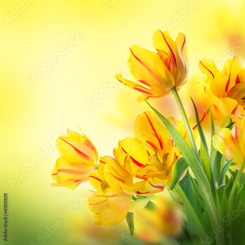 Fotoroleta roślina kwiat ogród bukiet tulipan