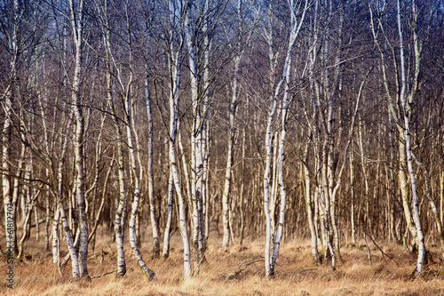 Naklejka drzewa natura las