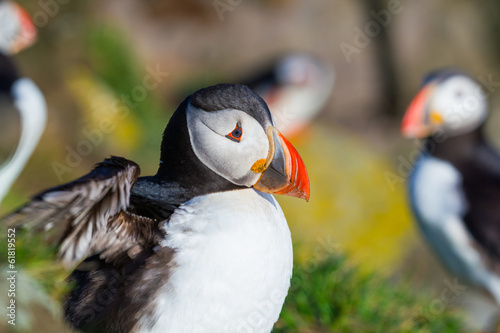 Obraz na płótnie natura ptak klif woda