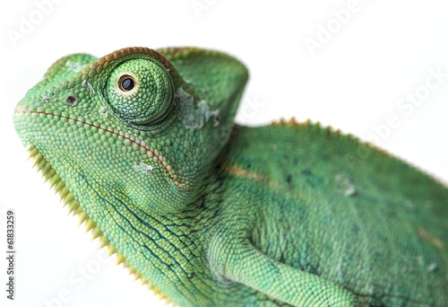 Fototapeta roślina natura portret