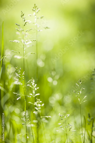 Naklejka pole świeży słońce natura trawa