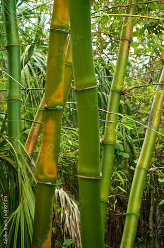 Naklejka drzewa las egzotyczny bambus trawa