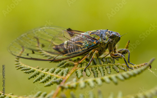 Fotoroleta natura trawa drzewa