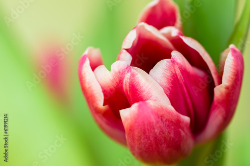 Obraz na płótnie kwiat fiołek tulipan bukiet