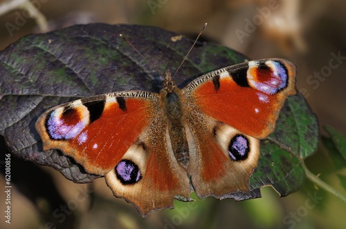 Plakat motyl larwa gąsienica owad