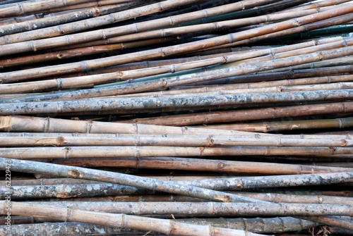Obraz na płótnie drzewa bambus natura azja