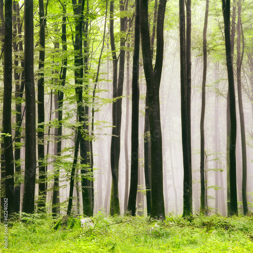 Naklejka spokojny piękny natura