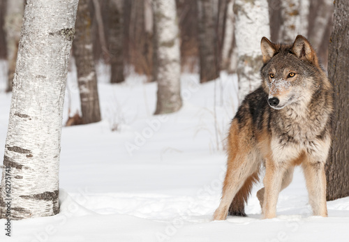 Fotoroleta śnieg natura ssak